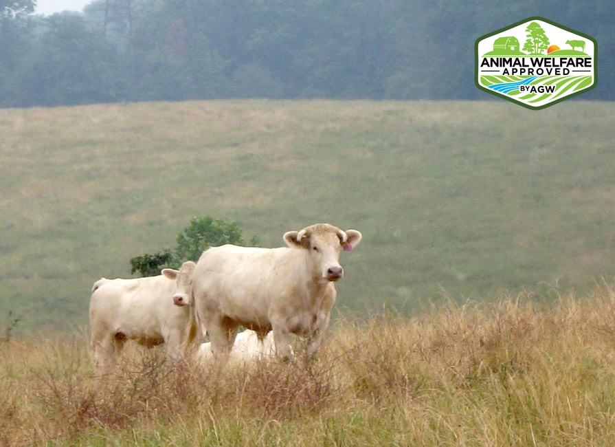 Baldwin Family Farms - Yanceyville, NC 