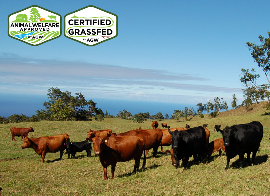 Hawaii Lowline Cattle Company in Honokaa, Hawaii