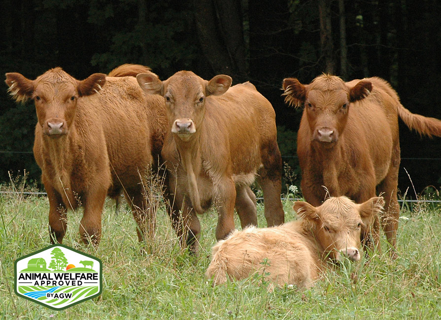 Kingbird Farm in Berkshire, NY farm profile