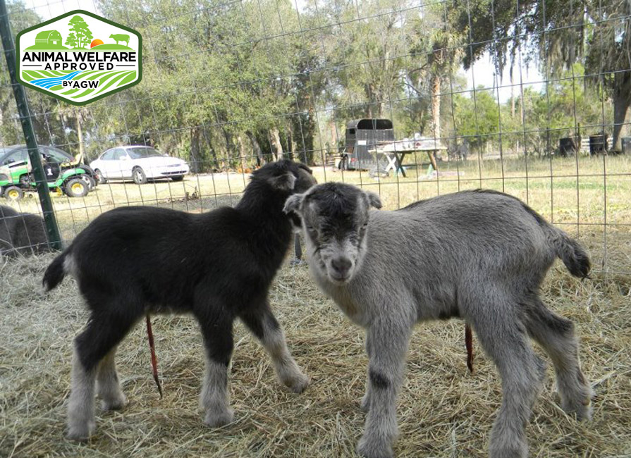 Paradise Plains Farm in Osteen, FL