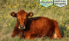 TK Ranch beef cattle farm profile