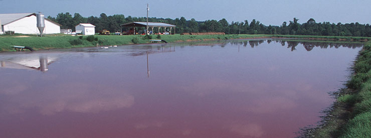 Environmental Pollution - Animal Waste Lagoon