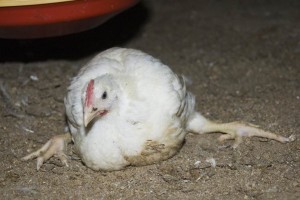 Animal Welfare - Cornish Cross Broiler