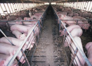 Animal Welfare - Pigs in Confinement