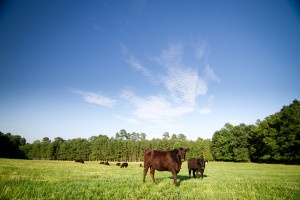 rare-earth-farms-water-use