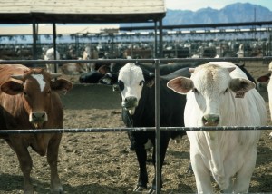 Climate Change - Feedlot