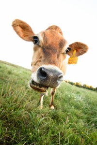 Climate Change - Grazing Angus Acres