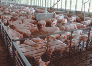 Industry Response - Industrial Farmed Pigs