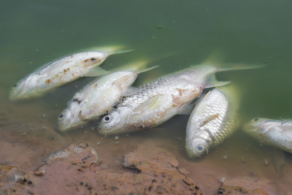 Dead fish floating in green waste water