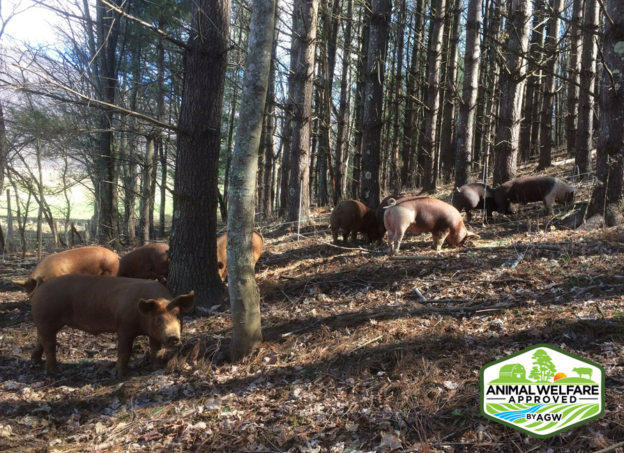 Against the Grain Farm in Zionville, NC farm profile