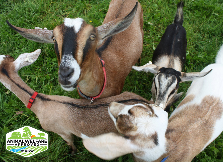 Copper Tail Farm in Waldoboro, ME farm profile