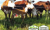 Brand Acres Beef In Greenleaf, WI Farm Profile