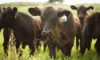 AGW Responds To U.S. Decision To Import Irish Grassfed Beef Blog