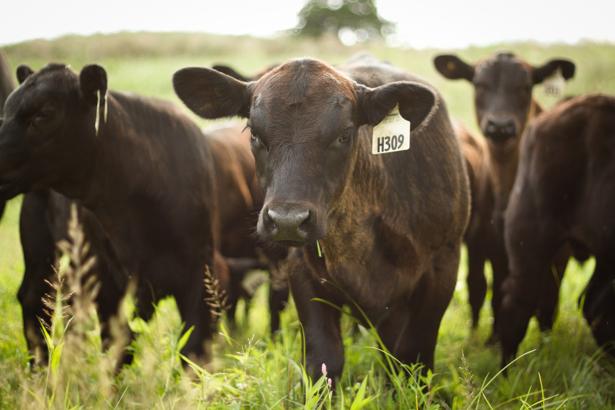AGW Responds to U.S. Decision to Import Irish Grassfed Beef blog