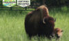 Ozark Valley Bison Farm In Fox, AR Farm Profile