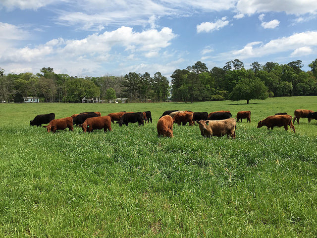 Methane: Cattle Are Not Solely to Blame