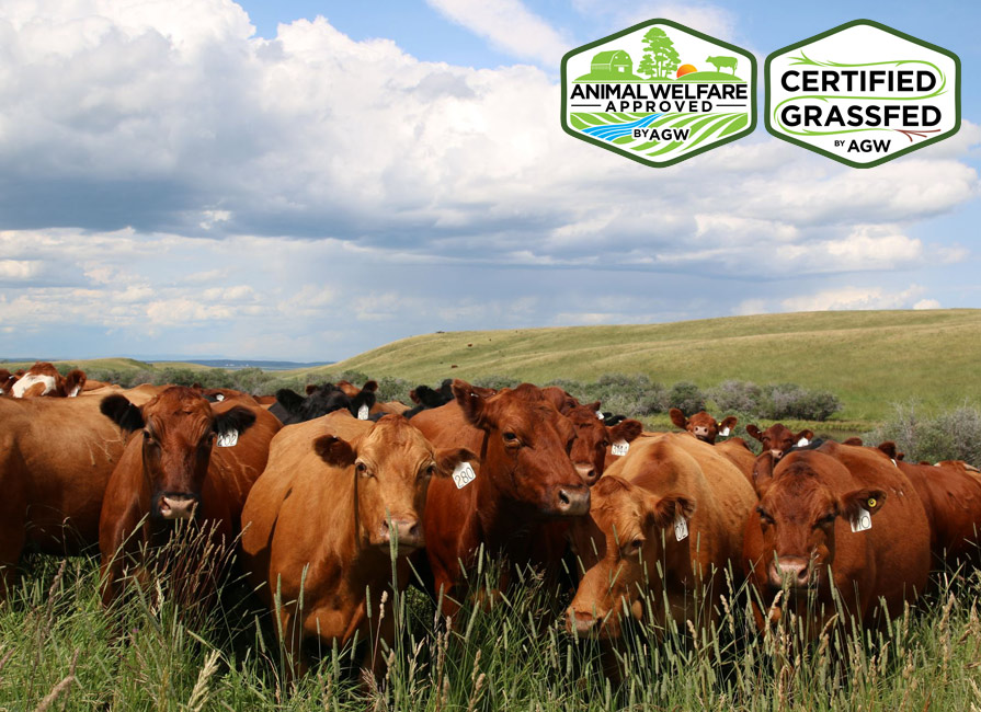 Scott Palmer Ranching in Pincher Creek, AB farm profile