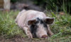 Avoiding Heat Stress In Pigs Blog
