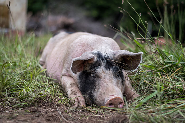 Avoiding Heat Stress in Pigs blog