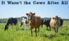 It Wasn't The Cows After All Blog