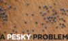 A Pesky Problem Blog