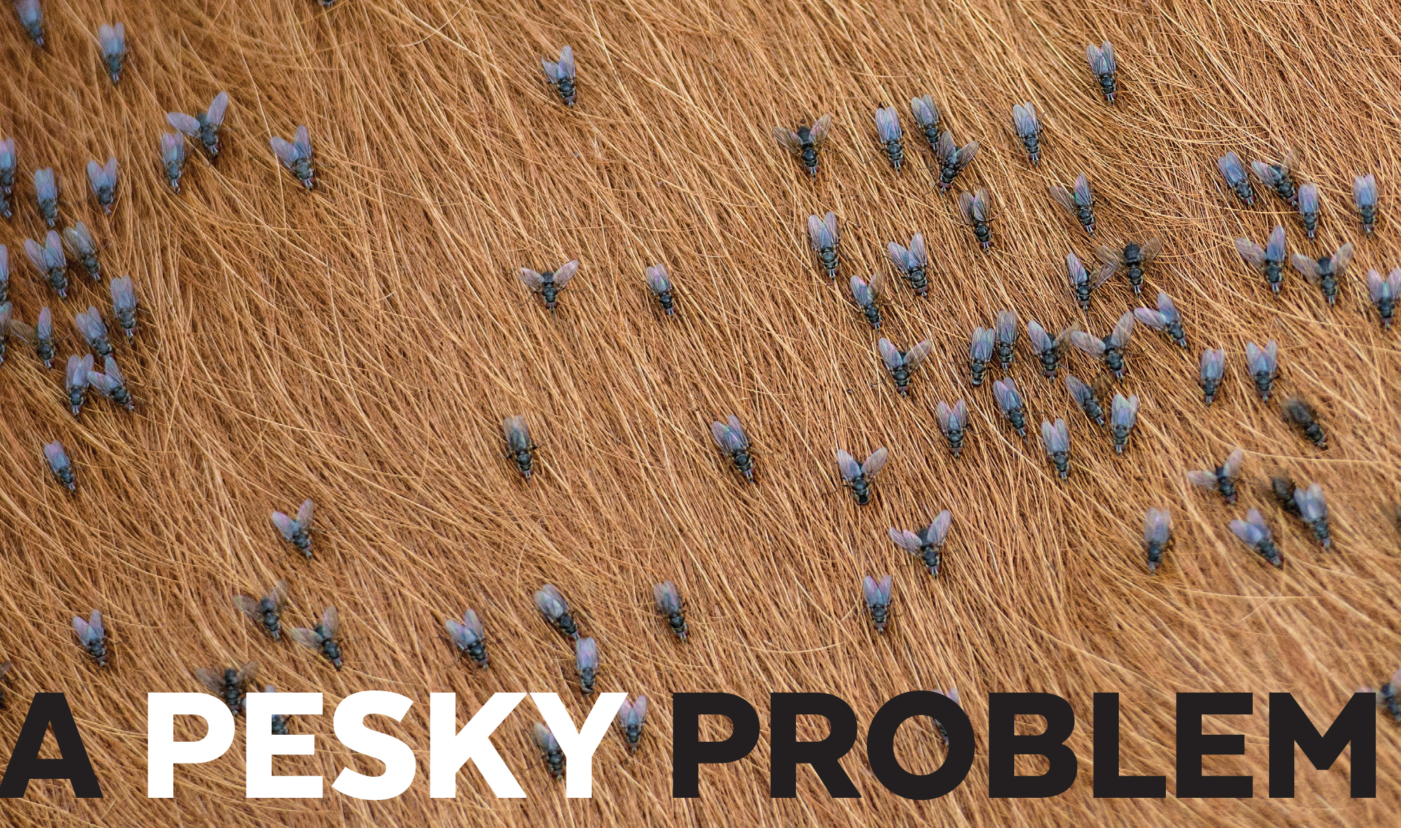 A Pesky Problem blog