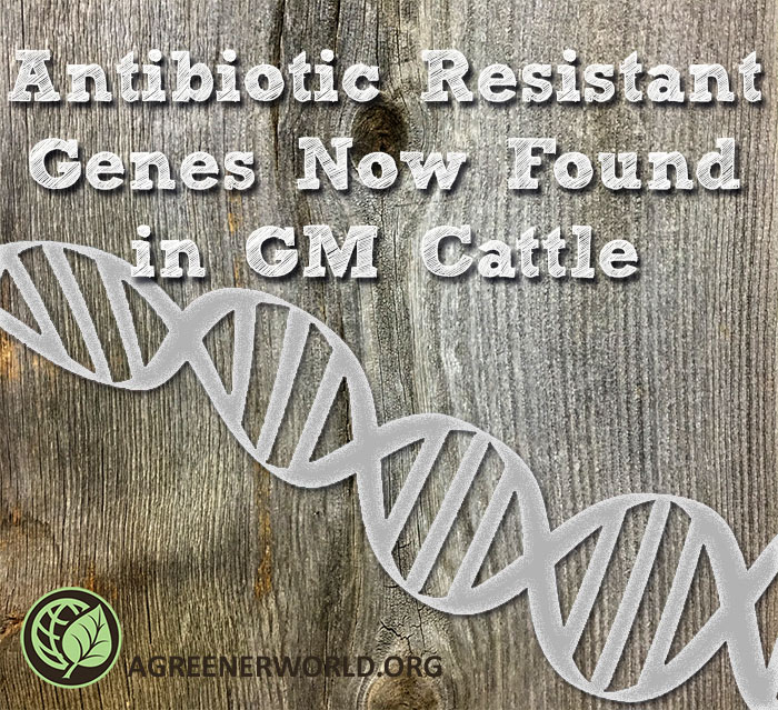 Antibiotic Resistant Genes Now Found in GM Cattle blog