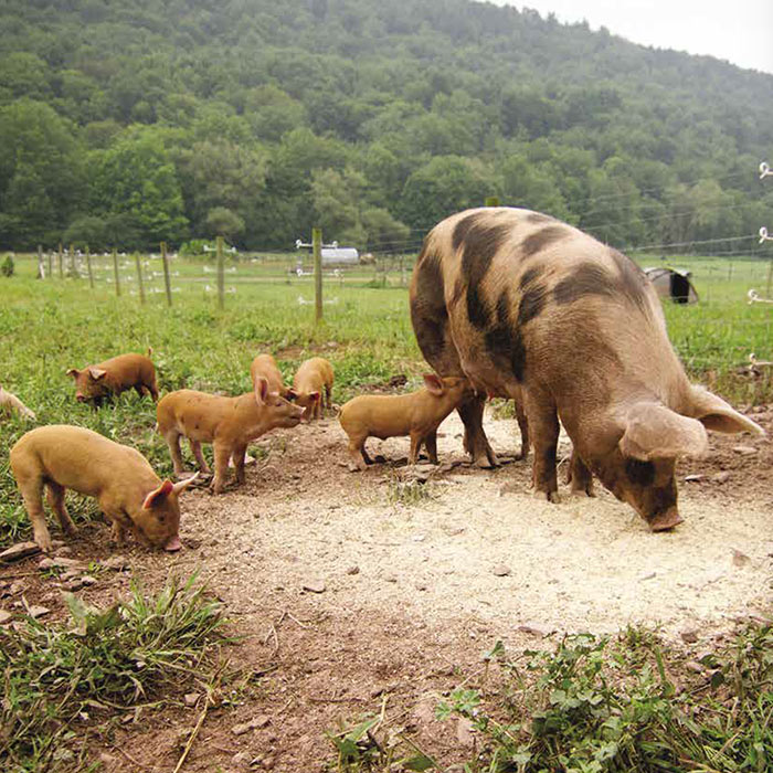 Feeding Pigs 