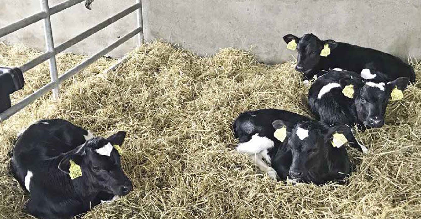 Calf bedding materials for spring - Dairy