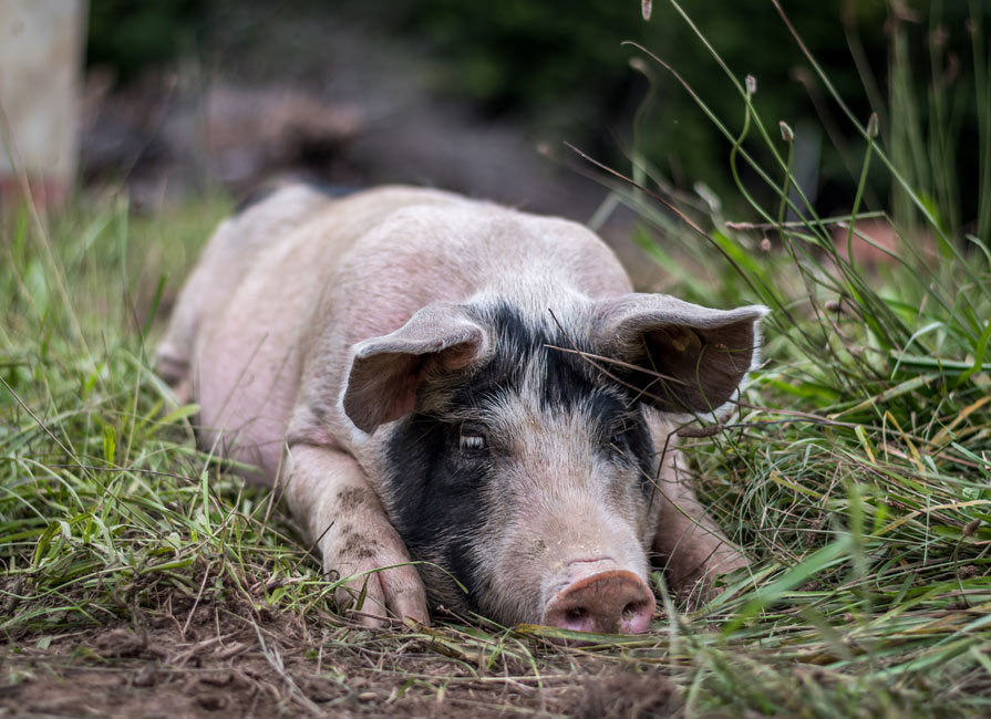 Meet Archway Farms in New Hampshire.