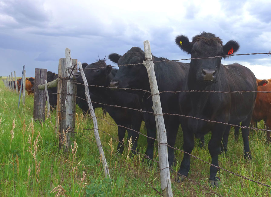 What does buying local mean to you? by Coleen Biggs of TK Ranch in Alberta, Canada.