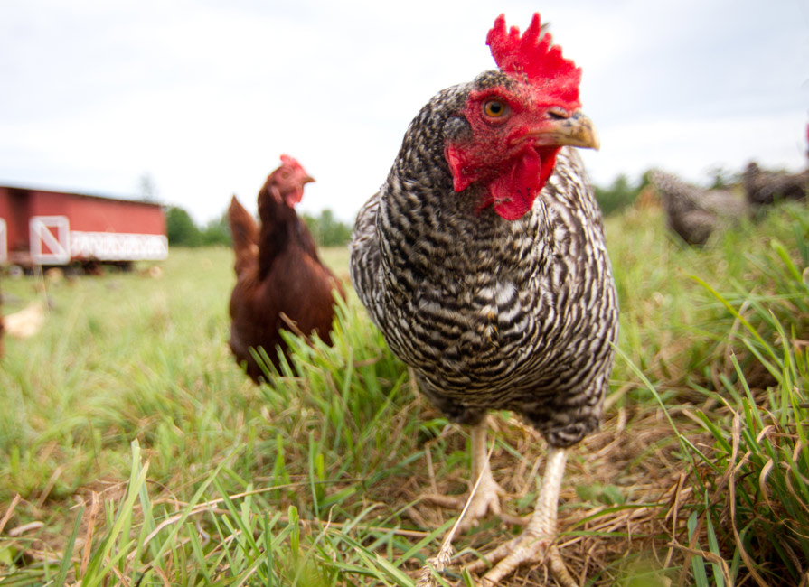 Chicken On Grass