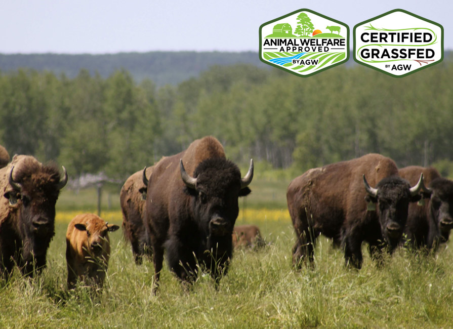 Meet the farmer Bison Du Nord