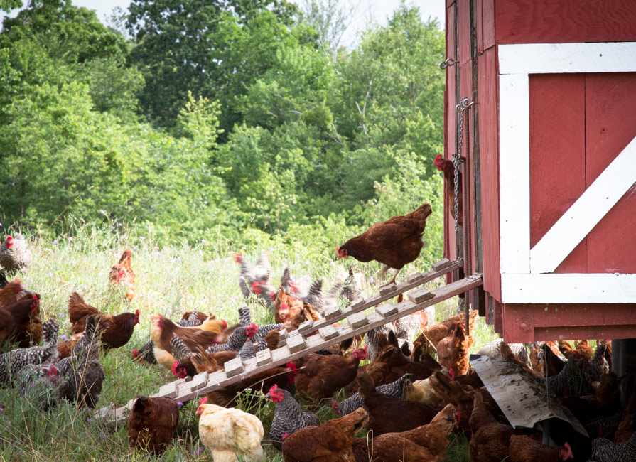 Laying Hens 