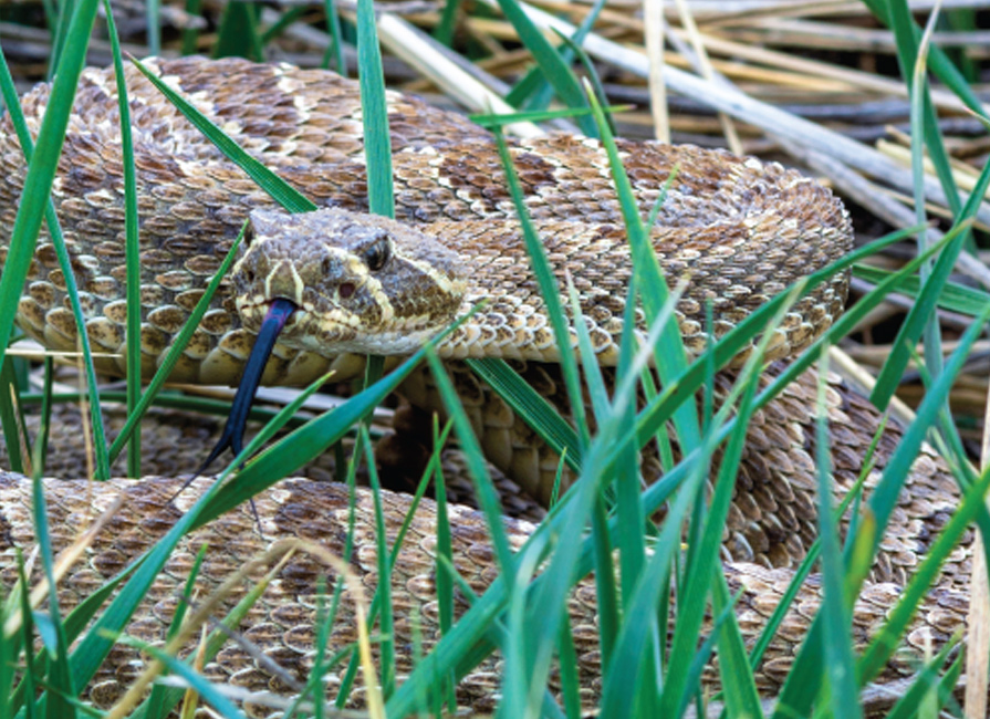 Snake In The Grass: What To Do In Snake Encounter