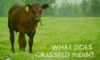 What Is Grassfed? Blog