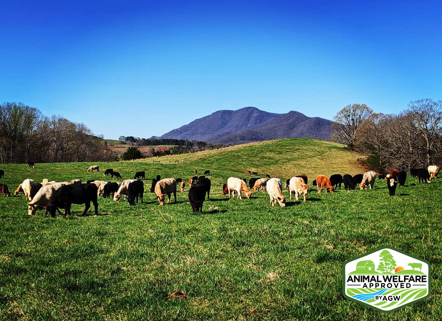 Caitlyn Farms Sustainably Raised Beef