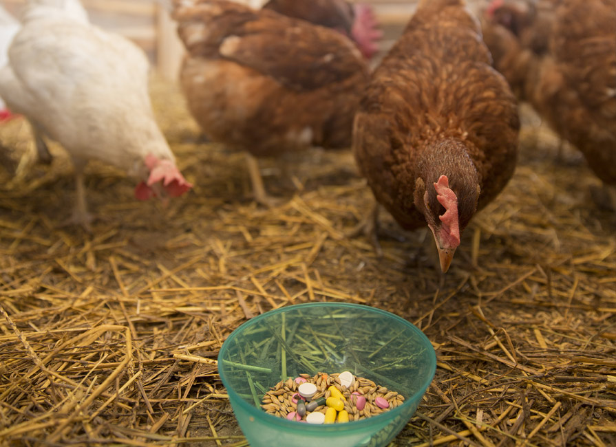 Antibiotic-Free Labeling