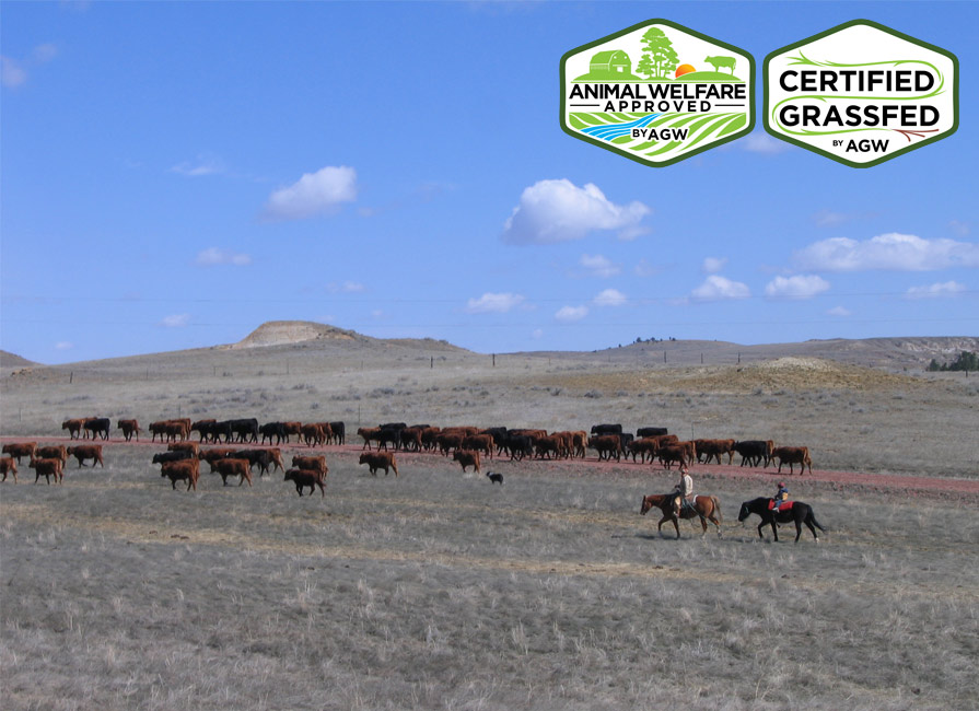 LOHOF Grass-Finished BEEF farm profile