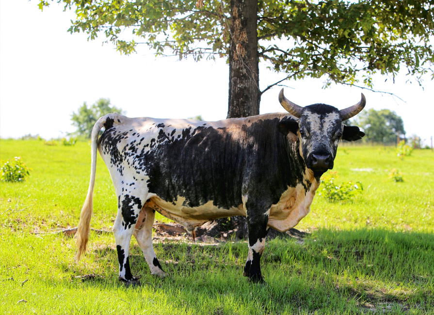 Pineywoods Cattle