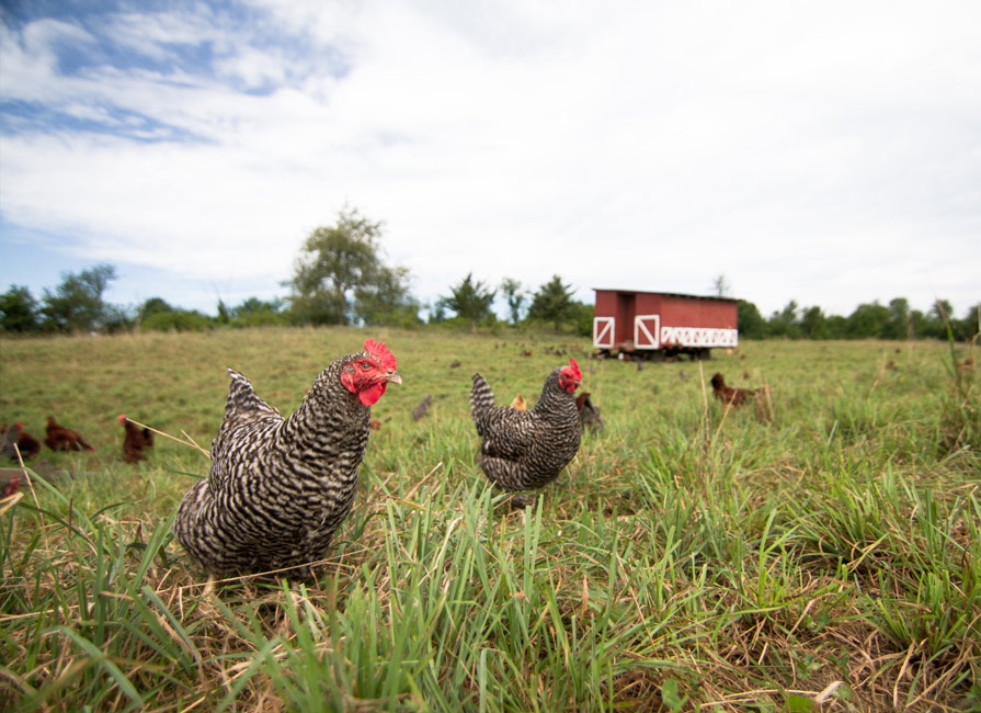 Pasture-raised eggs