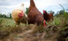 Highly Pathogenic Avian Influenza Blog
