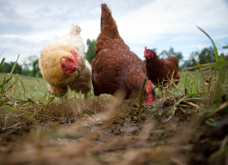 Highly Pathogenic Avian Influenza blog