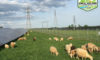 Montgomery Sheep Farm
