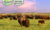 Wild Idea Buffalo Co Farm Profile