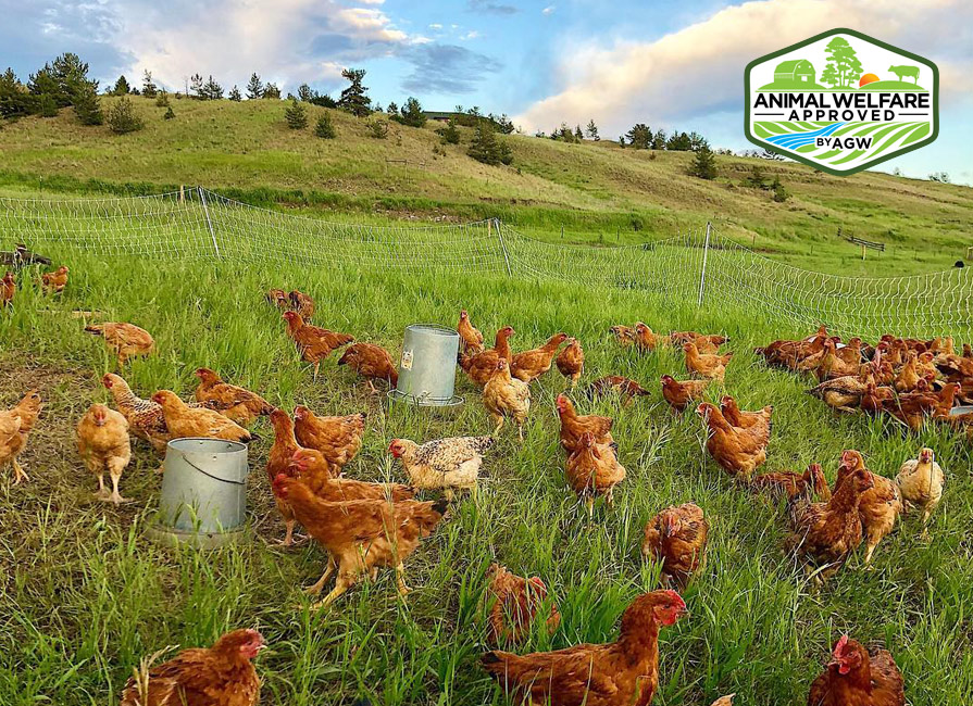 Sustainable Chicken Farming  Freedom Ranger Hatcheries Blog