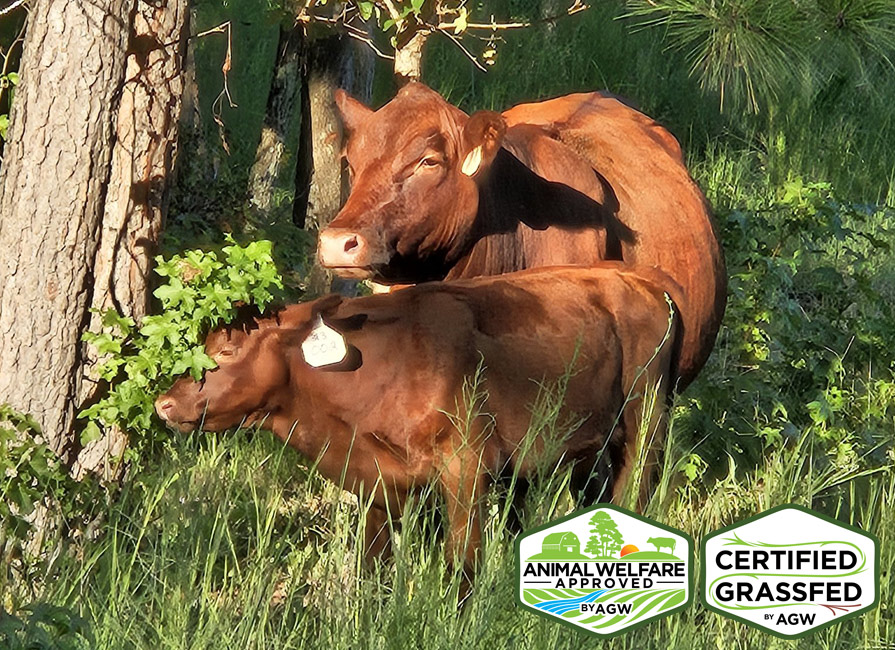 Swayback Branch Family Farm farmer profile