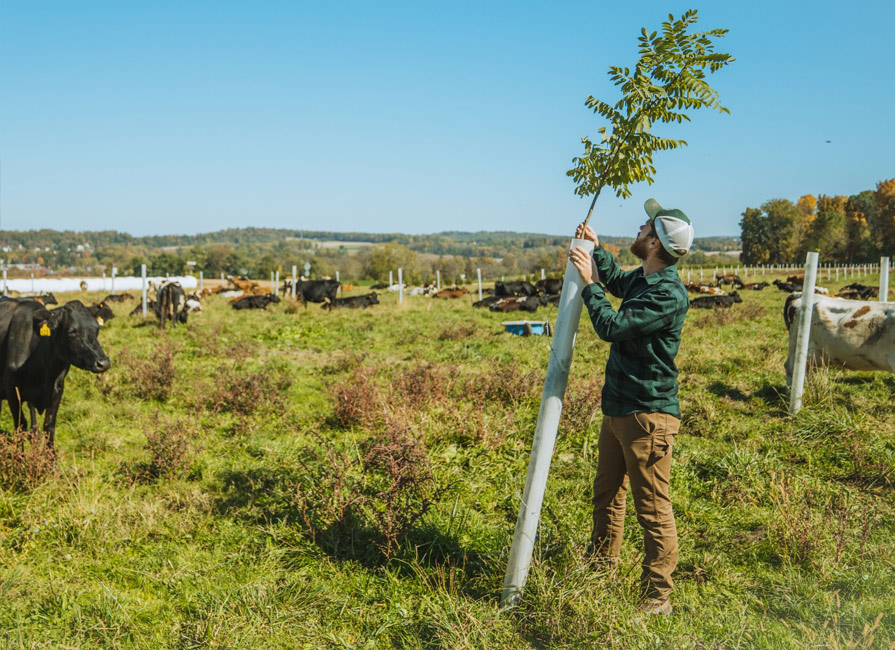 Branching Out blog from Trees for Graziers