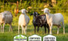 The Stead Farm farmer profile