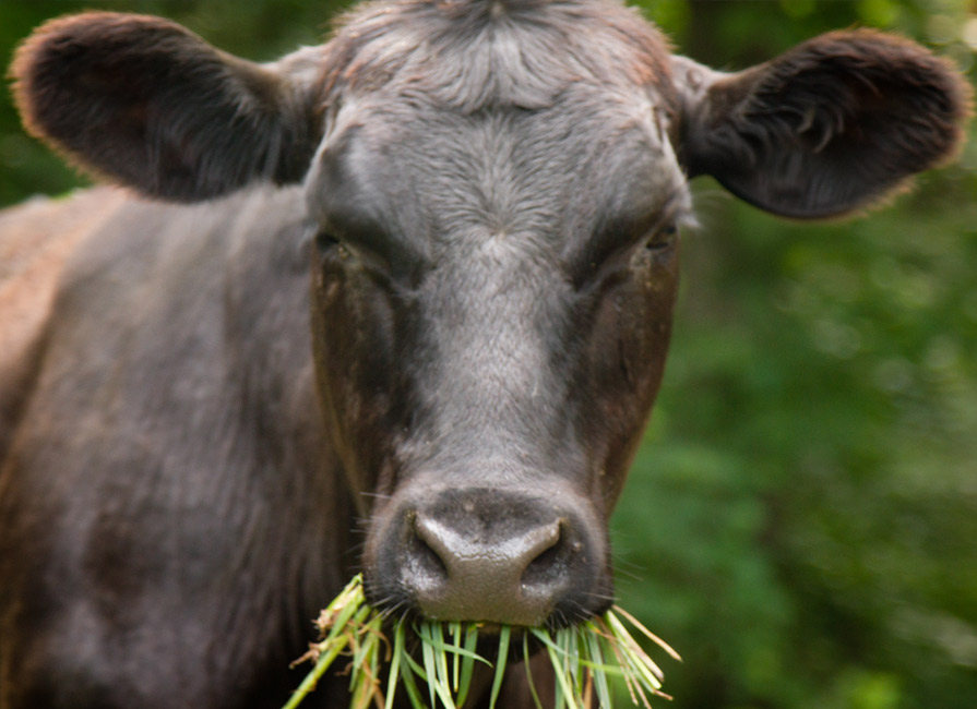 Chewing It Over blog